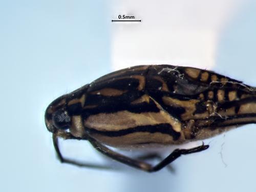 Réf. 353 953 : Trepobates inermis